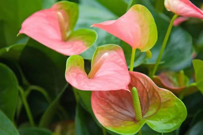 Антуриум с розово-зелеными цветками