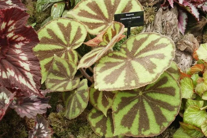 Begonia masoniana var. maculata