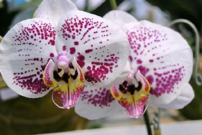Уход за горшечной орхидеей в домашних условиях