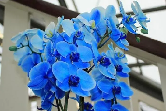 Синие орхидеи Фаленопсис – эфемерное очарование цвета