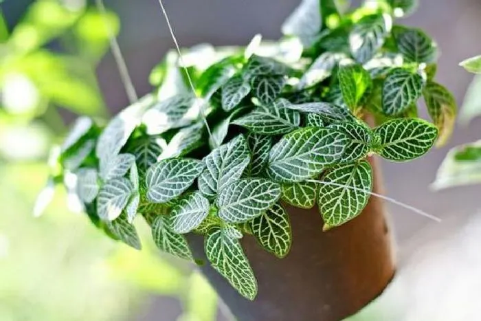 Фиттония: комнатное растение с оригинальными листьями