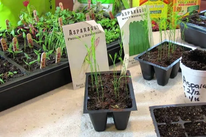 Выращивание аспарагуса из семян