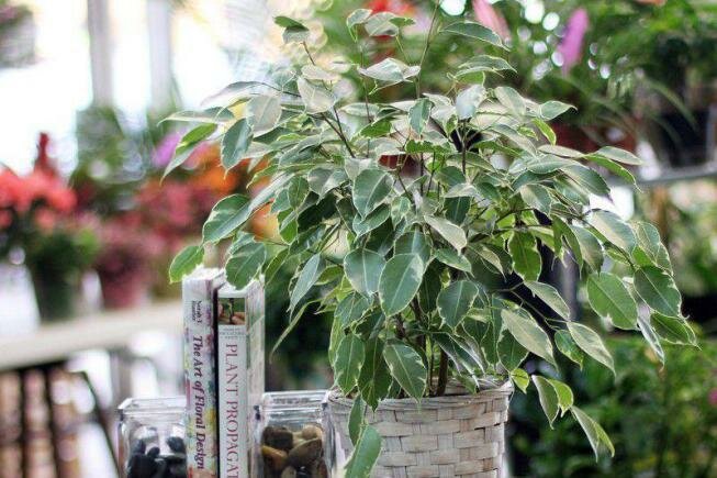 Фикус: сорта, выращивание, размножение, уход