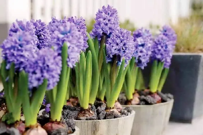 Гиацинт с фиолетовыми цветками