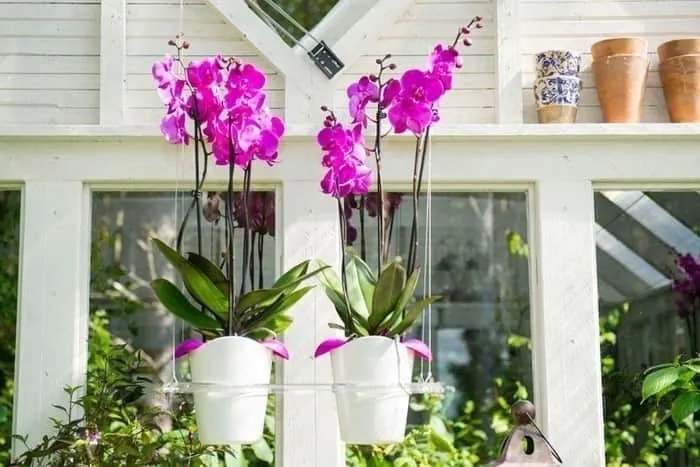 Подвесное кашпо для орхидей