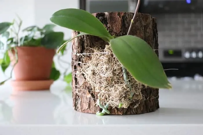 Как размножать орхидеи черенками, из семян в домашних условиях