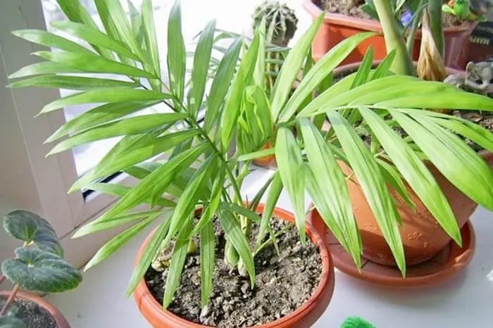 Бамбуковая пальма рапис: описание, уход и особенности выращивания [Сад и Огород sadogorod]