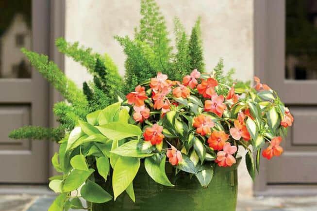 Композиции из комнатных растений и цветов своими руками