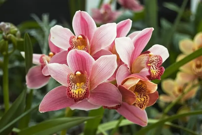 Орхидеи Цимбидиум
