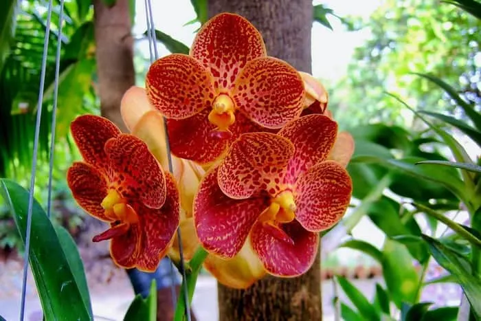 Орхидея ванда красная