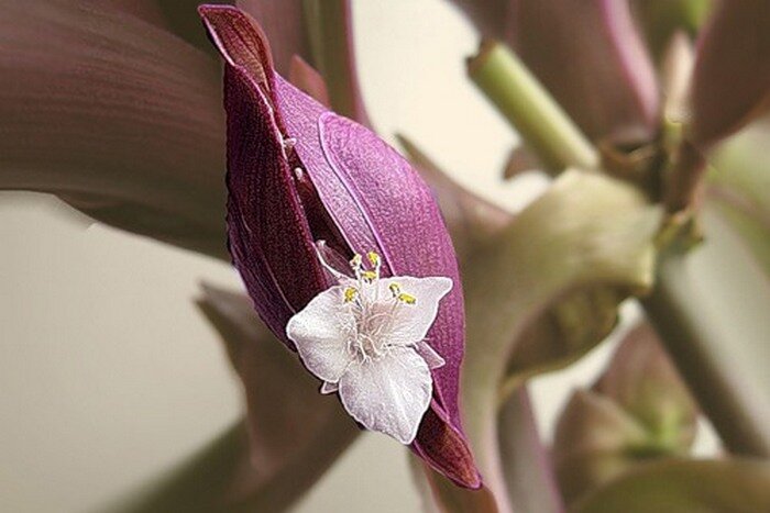 Рео разноцветное (Традесканция покрывальчатая): уход в домашних условиях