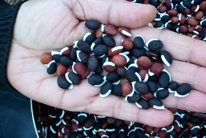 Семена гиацинтовых бобов