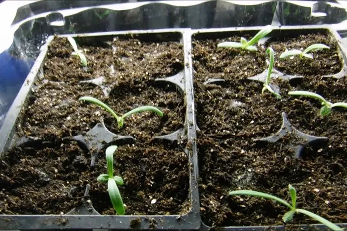 Выращивание кермека из семян