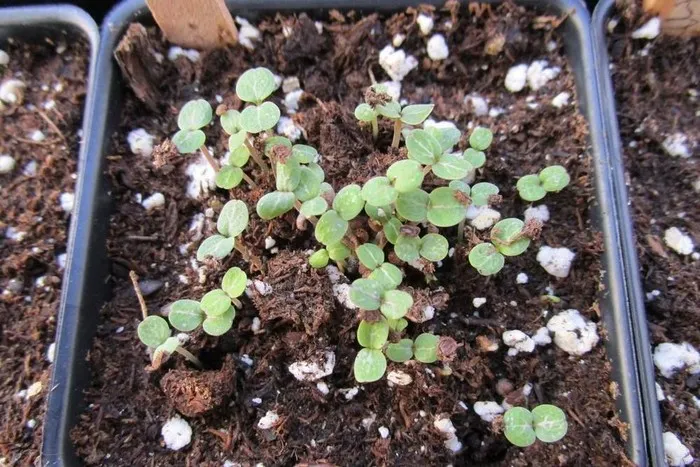 Выращивание коллинсии разнолистной из семян