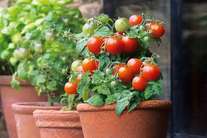 Выращивание помидоров на балконе: сорта, уход
