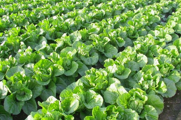 Выращивание пекинской капусты в открытом грунте